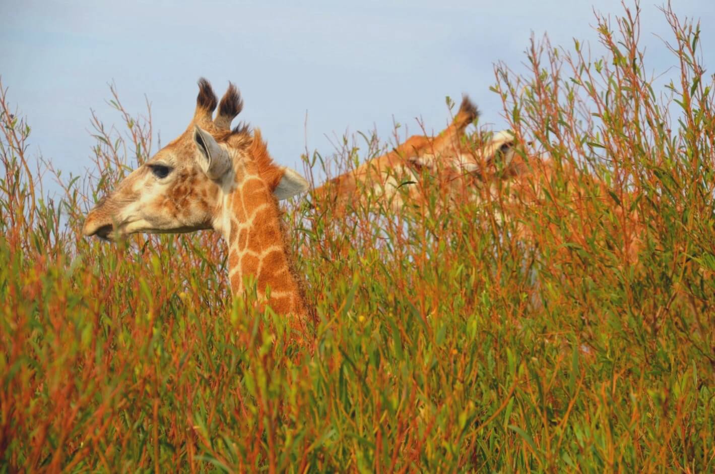 Safari-Packliste: Giraffen