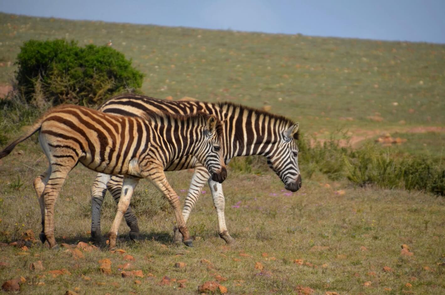 Safari-Packliste: Zebras